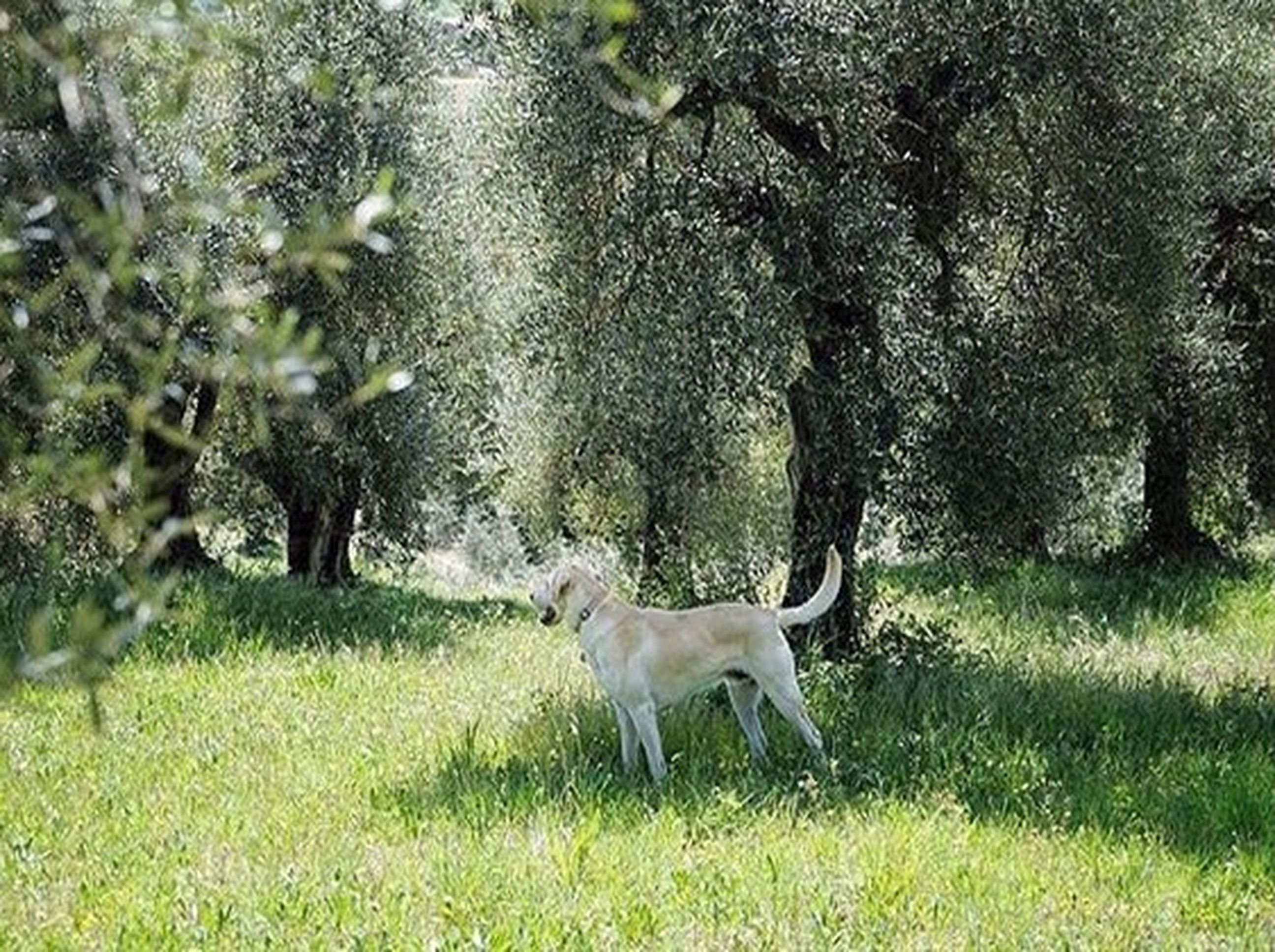 Uliveto Agriturismo